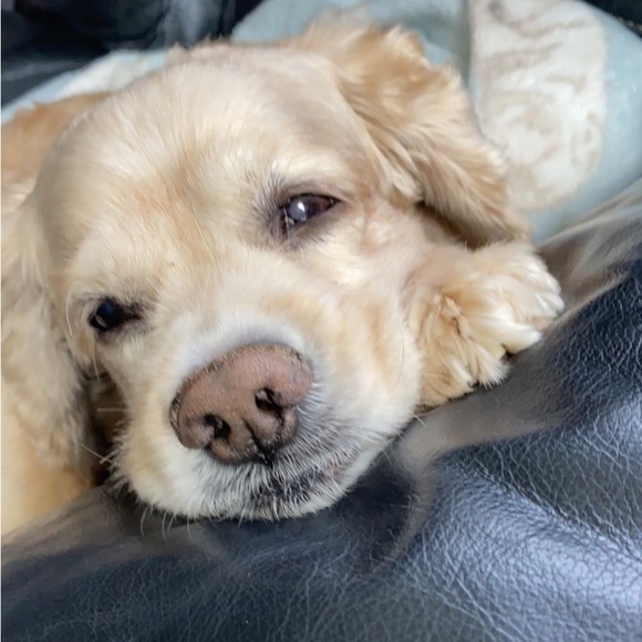 Meet your Posher, Carissa - Picture 2 of 15